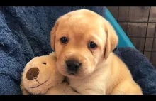 Labrador Retriever Puppies Compilation