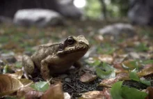 Liczyrzepa - krótki film Piotra Adamczyka