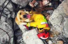 Pies ratownik uległ wypadkowi. Trwa zbiórka na jego leczenie i...