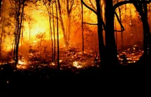 Ogromny pożar lasu! Płonie co najmniej 70 hektarów