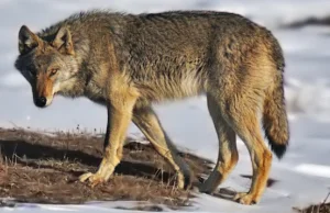 W Norwegii chcą odstrzelić 70 % wilków, choć to gatunek krytycznie zagrożony