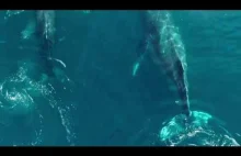 Wieloryby, Ocean nagrany Dronem Go Pro Hero 4 [HD