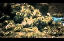 Pszczoły zabijają szerszenia azjatyckiego, największą osę świata