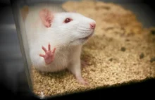 Zamiast kupować szczura, adoptuj z laboratorium. "One pracują w służbie...
