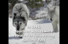 Uwaga na wilki w Yellowstone National Park