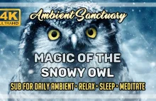 Magic of The Snowy Owl | Ambient Music | 4K UHD | 2 hours