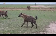 Wojna klanów hieny część 2