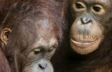 "Nie jem palmowego - chronię szympansy" -Akcja UW!