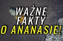 A - Ananas - Wiele Ważnych Faktów o Ananasie! /Dietoholicy.pl