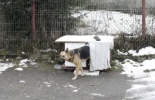 Pies zamieszkał na ulicy, bo nie miał innego wyjścia