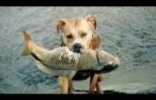 Собака рыбок собака ловит рыбу","lengthSeconds":"90","keywords":["Соба