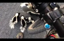 Rowerzysta spotyka na swej drodze uroczą rodzinkę skunksów