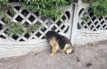 Pies uwięziony w ogrodowym ogrodzeniu ! Na miejscu niezawodni strażacy !