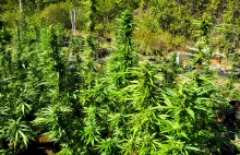 Jak uprawia się marihuanę na Jamajce?