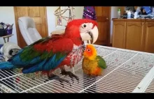 Smieszne wpadki z papugami