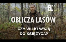 Czy wilki wyją do księżyca? | Oblicza lasów...