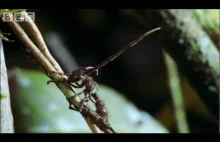 Cordyceps - atak morderczego grzyba pasożyta.
