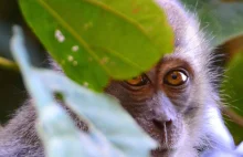 Sabah na Borneo, rzeka Kinabatangan – galeria cz1.