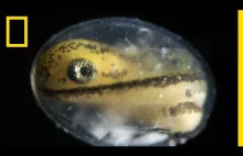 Salamandra, time-lapse od pojedynczej komórki.