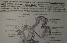 Animula blandula, blastula vagula - rzecz o zarodkach wędrujących gdzie...