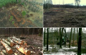 Rolnik wyciął z terenu Natura 2000 tysiąc drzew o wartości 300 tys. zł