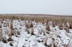 Kanadyjskiej farmerce uciekły owce. Gdzie się podziały? Przyjrzyj się zdjęciu