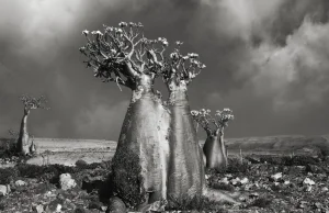 Ancient Trees: Beth Moon's 14-Year Quest to Photograph the World's Most...