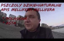 Matki pszczele 2019 dostępne na...