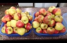 Cydr z Jabłek - przygotowanie , tłoczenie soku , fermentacja i rozlew