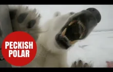 Niesamowite zdjęcia kamerzysty BBC i głodnego niedźwiedzia polarnego