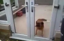 Invisible Door Dog