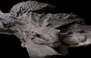 To jedna z najlepiej zachowanych skamielin dinozaurów. Wygląda jak rzeźba