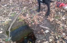 Pies zaginął na spacerze w Nysie. Wpadł do grobu i spędził tam dwa dni