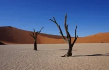Martwe drzewa na pustyni w Namibii