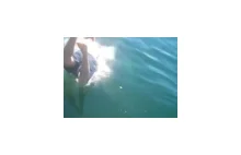 Wędkarz idiota skacze na rekina