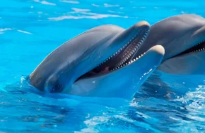 "Delfiny powinny być wolne" - TripAdvisor nie chce sprzedawać biletów na...