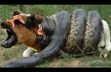 Dog vs Cobra Snake fight to death