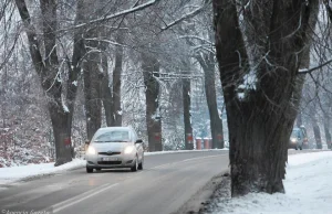 Wyciąć drzewa przy drogach? Co o tym mówią eksperci?