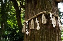 Duchy lasu i fenomen świętych drzew w Japonii