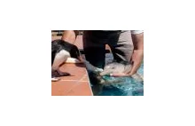 Delfinek uratowany z sieci rybackich