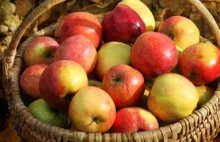 Polska drugim w Europie producentem jabłek