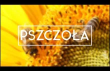 Pszczoła w 60 sekund