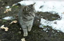 Miasto kupi 260 ton karmy dla bezpańskich kotów.