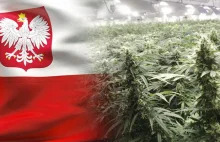 Będą uprawy medycznej marihuany w Polsce! Pierwsza powstanie w Kielcach