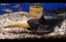 Sum zjada swojego kumpla z akwarium