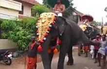 Słoń nokautuje starego człowieka