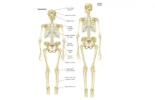 Człowiek współczesny kontra neandertalczyk. 20 szczegółów