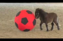 Kucyk bawi się dużą piłką
