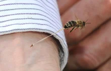 Oto dlaczego pszczoła umiera zaraz po użądleniu.