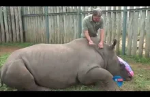 Czteroletni nosorożec walczy o życie po tym, jak kłusownicy wyłamali mu...